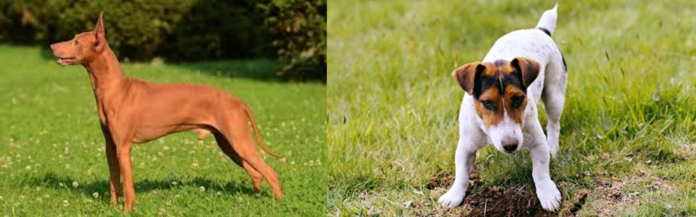 Russell Terrier vs Cirneco dell'Etna - Breed Comparison
