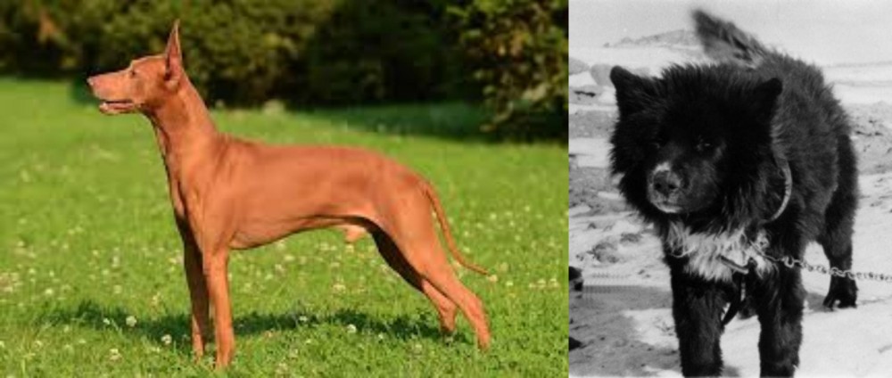 Sakhalin Husky vs Cirneco dell'Etna - Breed Comparison