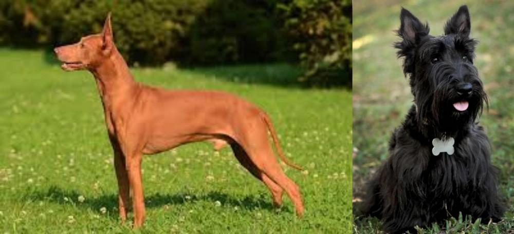Scoland Terrier vs Cirneco dell'Etna - Breed Comparison