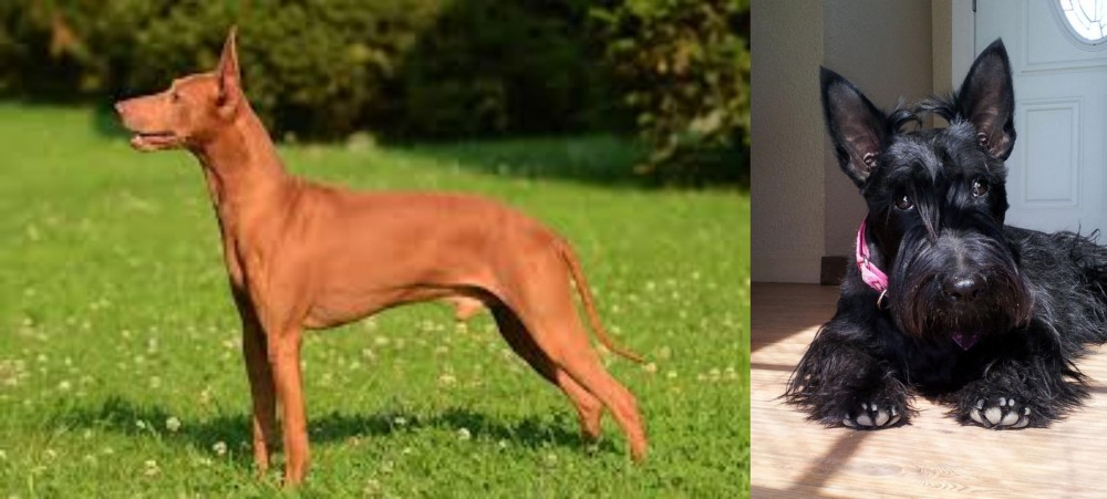 Scottish Terrier vs Cirneco dell'Etna - Breed Comparison