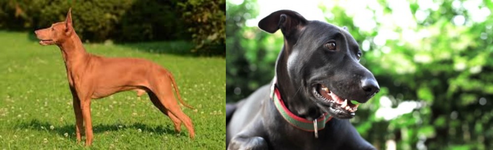 Shepard Labrador vs Cirneco dell'Etna - Breed Comparison