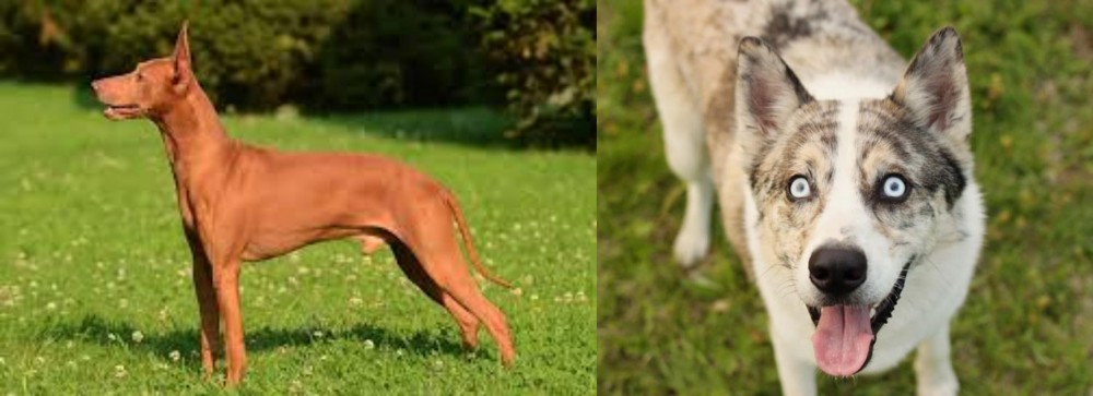 Shepherd Husky vs Cirneco dell'Etna - Breed Comparison