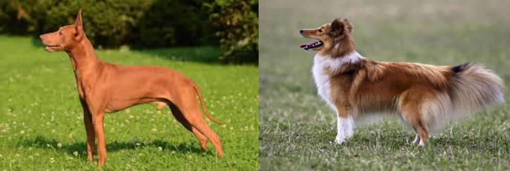 Shetland Sheepdog vs Cirneco dell'Etna - Breed Comparison