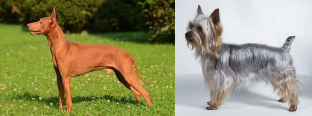 Silky Terrier vs Cirneco dell'Etna - Breed Comparison