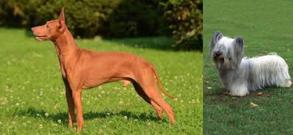 Skye Terrier vs Cirneco dell'Etna - Breed Comparison