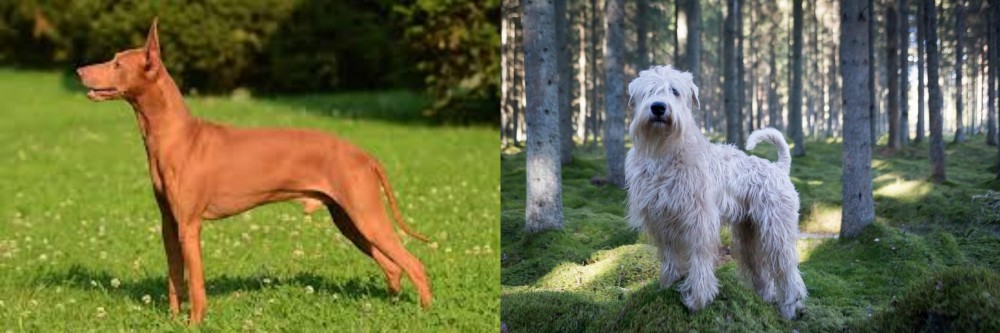 Soft-Coated Wheaten Terrier vs Cirneco dell'Etna - Breed Comparison