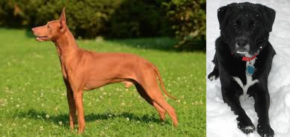 St. John's Water Dog vs Cirneco dell'Etna - Breed Comparison
