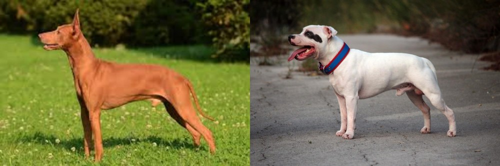Staffordshire Bull Terrier vs Cirneco dell'Etna - Breed Comparison