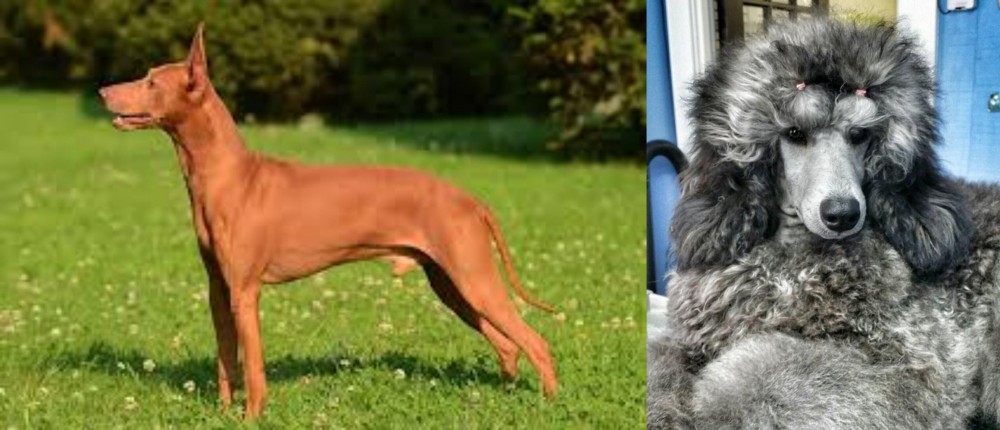 Standard Poodle vs Cirneco dell'Etna - Breed Comparison