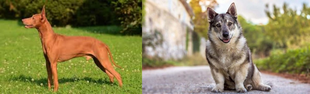 Swedish Vallhund vs Cirneco dell'Etna - Breed Comparison