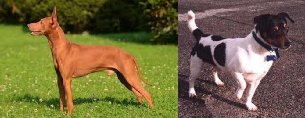 Teddy Roosevelt Terrier vs Cirneco dell'Etna - Breed Comparison