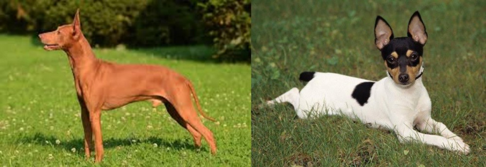 Toy Fox Terrier vs Cirneco dell'Etna - Breed Comparison