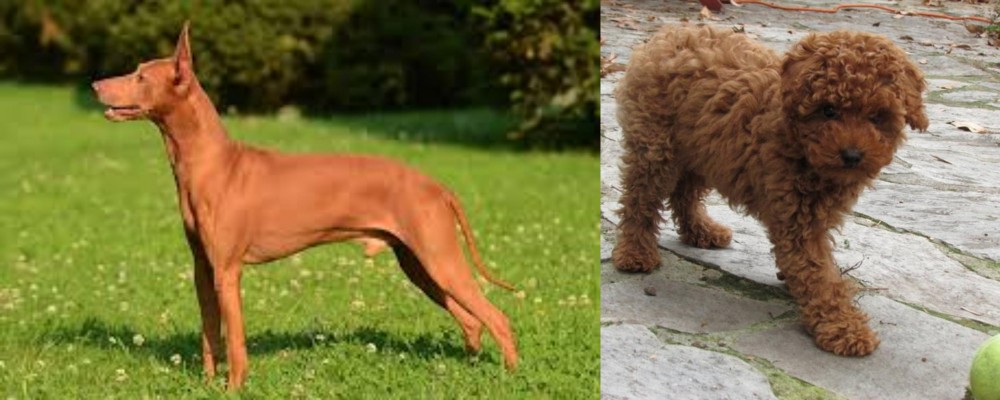 Toy Poodle vs Cirneco dell'Etna - Breed Comparison