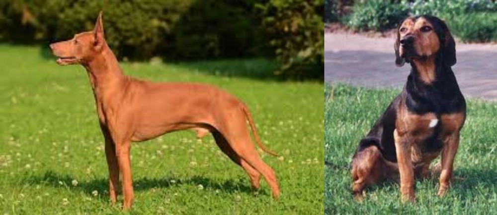 Tyrolean Hound vs Cirneco dell'Etna - Breed Comparison