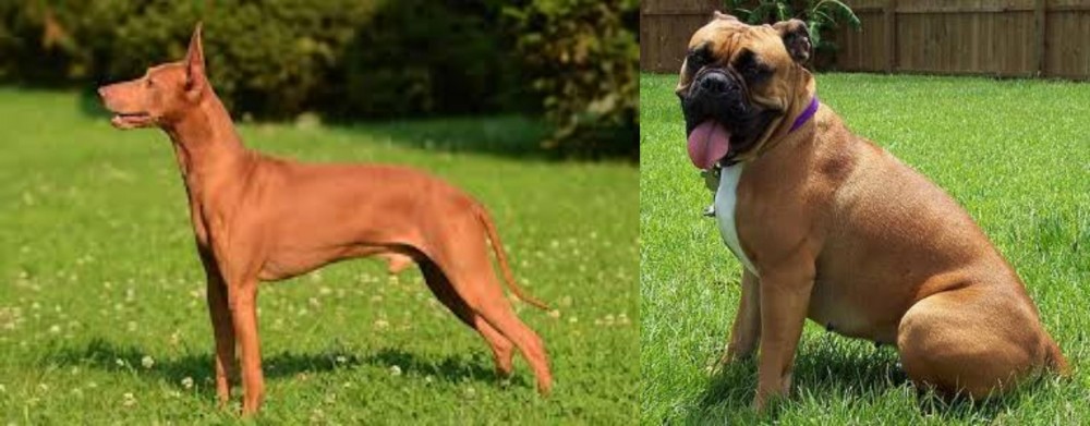 Valley Bulldog vs Cirneco dell'Etna - Breed Comparison