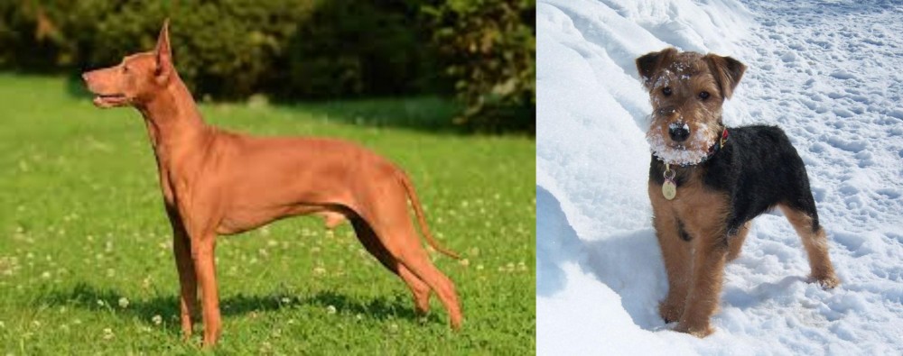 Welsh Terrier vs Cirneco dell'Etna - Breed Comparison