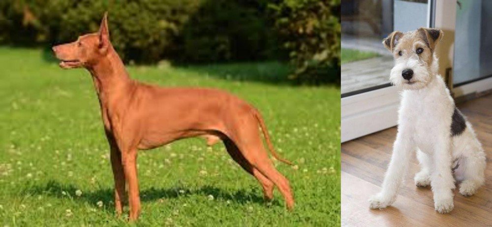 Wire Fox Terrier vs Cirneco dell'Etna - Breed Comparison