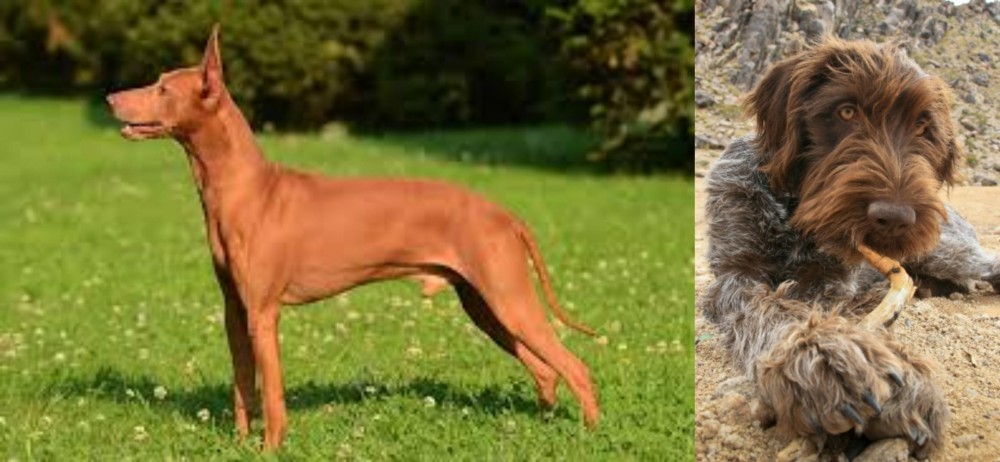 Wirehaired Pointing Griffon vs Cirneco dell'Etna - Breed Comparison