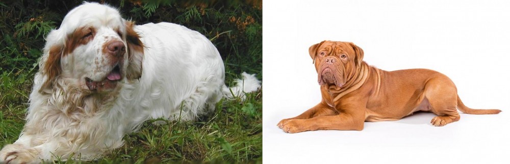 Dogue De Bordeaux vs Clumber Spaniel - Breed Comparison