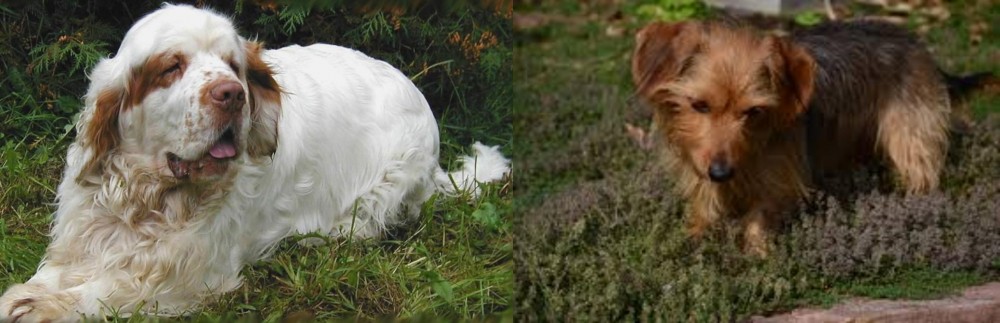 Dorkie vs Clumber Spaniel - Breed Comparison