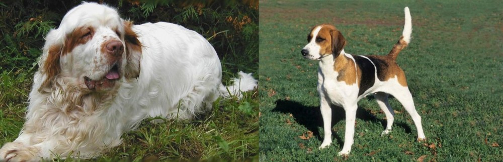 English Foxhound vs Clumber Spaniel - Breed Comparison