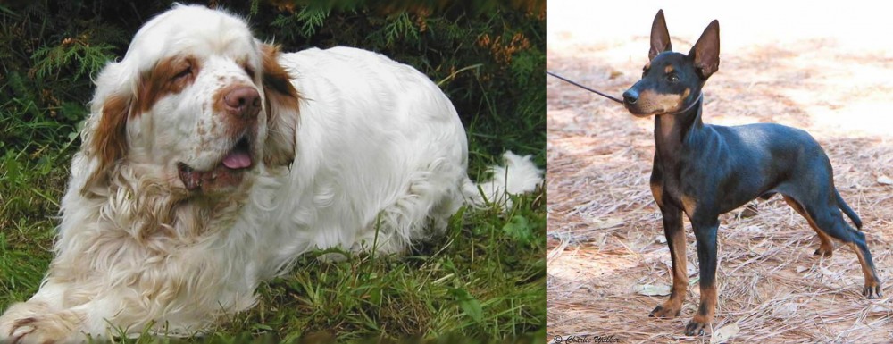 English Toy Terrier (Black & Tan) vs Clumber Spaniel - Breed Comparison