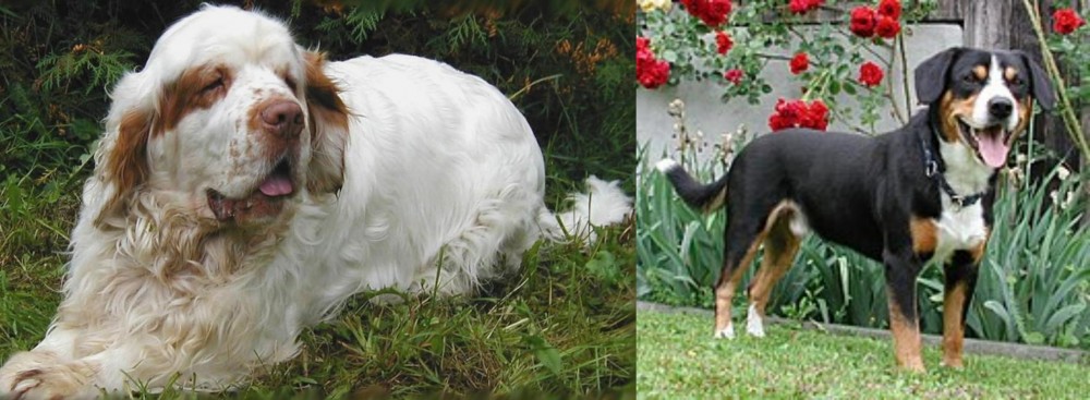 Entlebucher Mountain Dog vs Clumber Spaniel - Breed Comparison