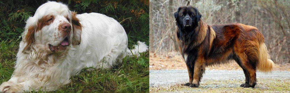 Estrela Mountain Dog vs Clumber Spaniel - Breed Comparison