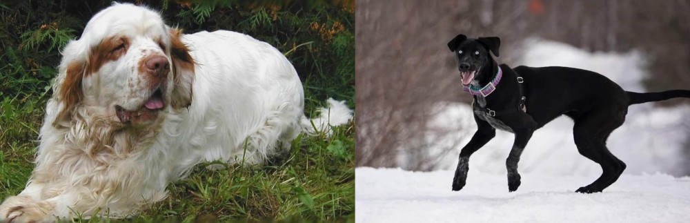 Eurohound vs Clumber Spaniel - Breed Comparison