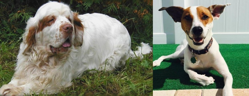 Feist vs Clumber Spaniel - Breed Comparison