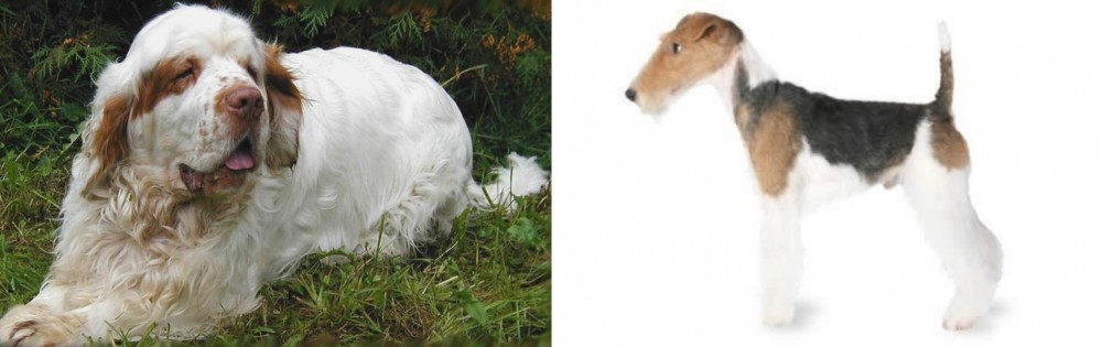 Fox Terrier vs Clumber Spaniel - Breed Comparison