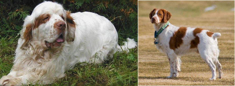 French Brittany vs Clumber Spaniel - Breed Comparison