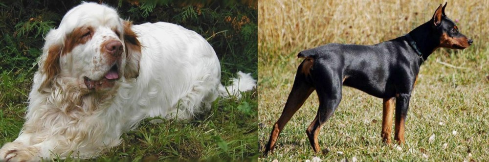 German Pinscher vs Clumber Spaniel - Breed Comparison