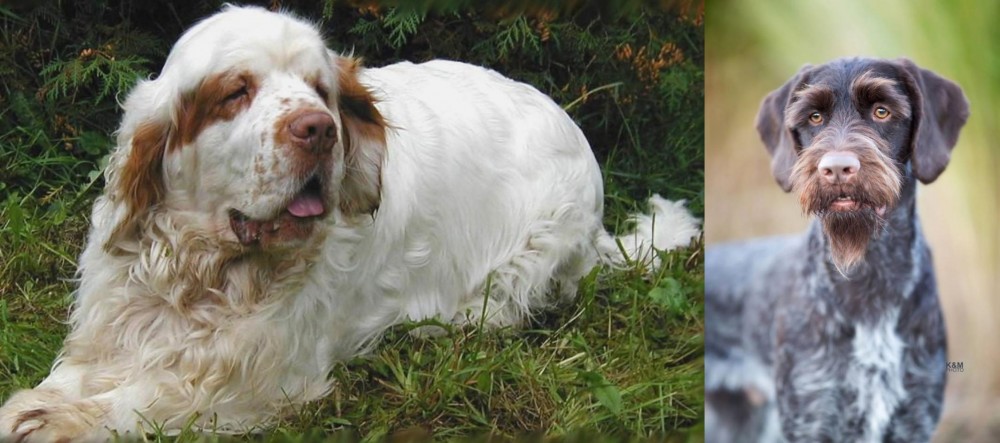 German Wirehaired Pointer vs Clumber Spaniel - Breed Comparison