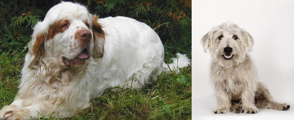 Glen of Imaal Terrier vs Clumber Spaniel - Breed Comparison