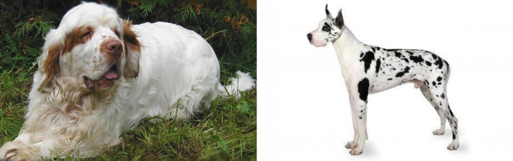 Great Dane vs Clumber Spaniel - Breed Comparison