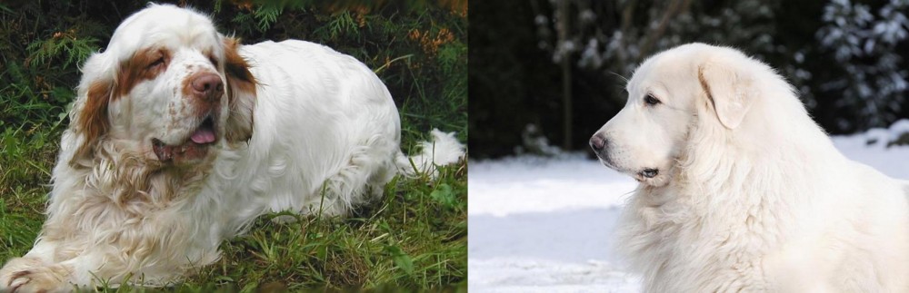 Great Pyrenees vs Clumber Spaniel - Breed Comparison