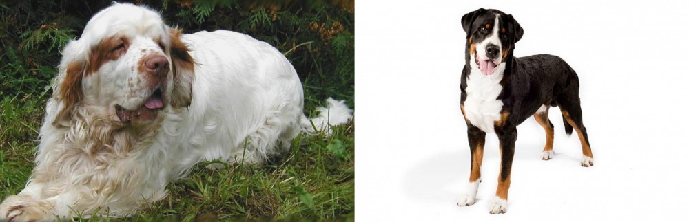 Greater Swiss Mountain Dog vs Clumber Spaniel - Breed Comparison