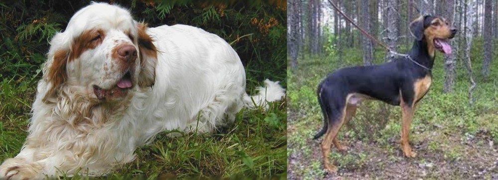 Greek Harehound vs Clumber Spaniel - Breed Comparison