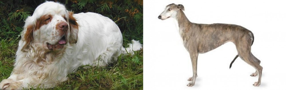 Greyhound vs Clumber Spaniel - Breed Comparison