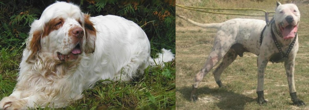 Gull Dong vs Clumber Spaniel - Breed Comparison