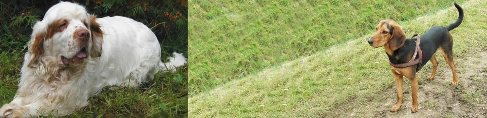 Hellenic Hound vs Clumber Spaniel - Breed Comparison
