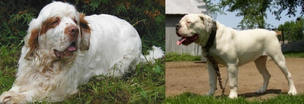Hermes Bulldogge vs Clumber Spaniel - Breed Comparison