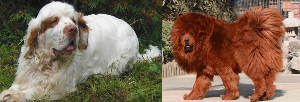Himalayan Mastiff vs Clumber Spaniel - Breed Comparison