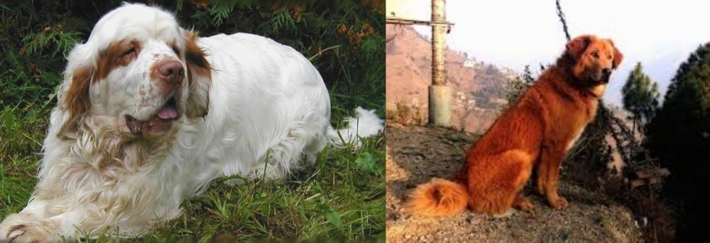 Himalayan Sheepdog vs Clumber Spaniel - Breed Comparison