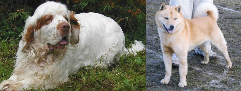 Hokkaido vs Clumber Spaniel - Breed Comparison