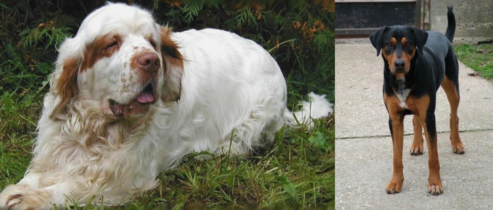 Hungarian Hound vs Clumber Spaniel - Breed Comparison