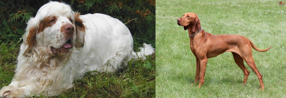 Hungarian Vizsla vs Clumber Spaniel - Breed Comparison