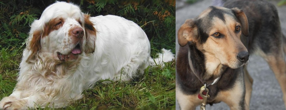 Huntaway vs Clumber Spaniel - Breed Comparison
