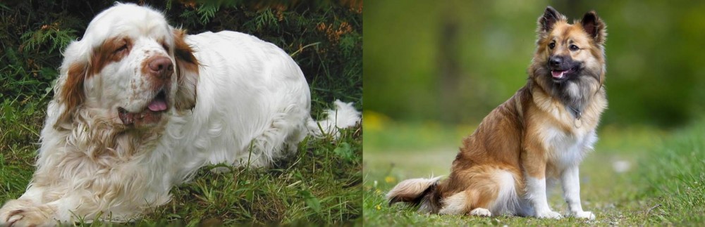 Icelandic Sheepdog vs Clumber Spaniel - Breed Comparison